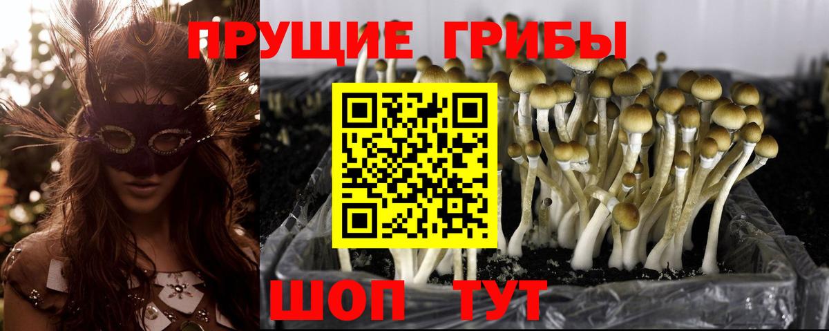 Костомукша  Галлюциногенные грибы Psilocybine cubensis  Псилоцибиновые грибы прущие грибы  Вход с VPN 